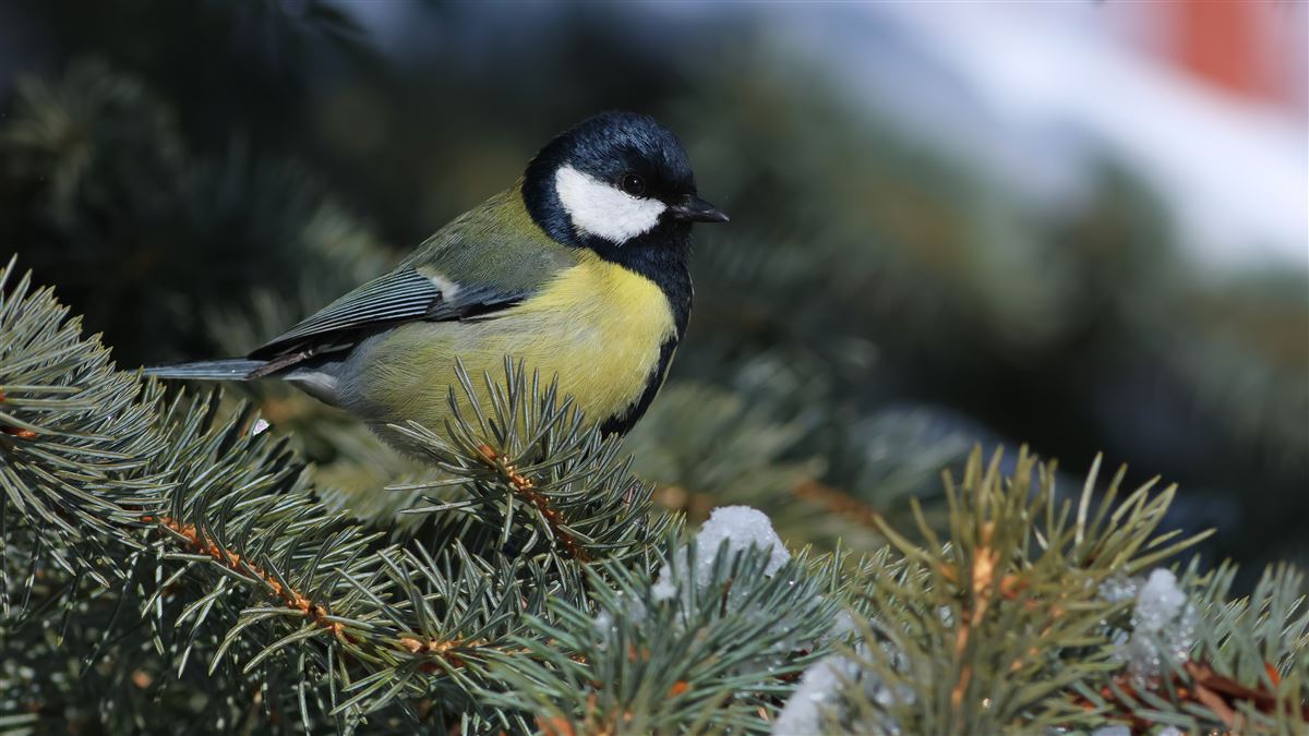 Great Tit