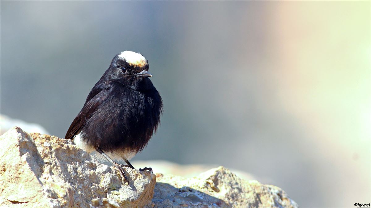 White-crowned Wheatear