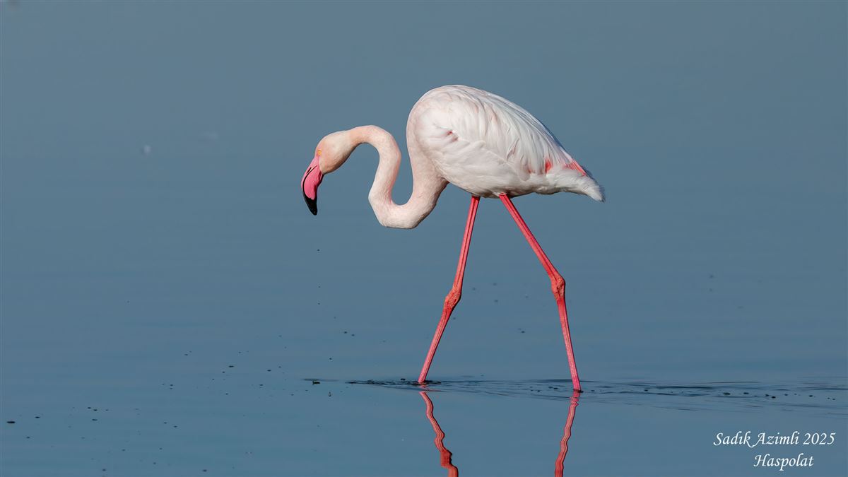Flamingo