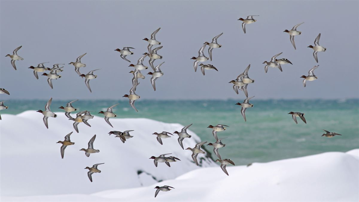 Çamurcun