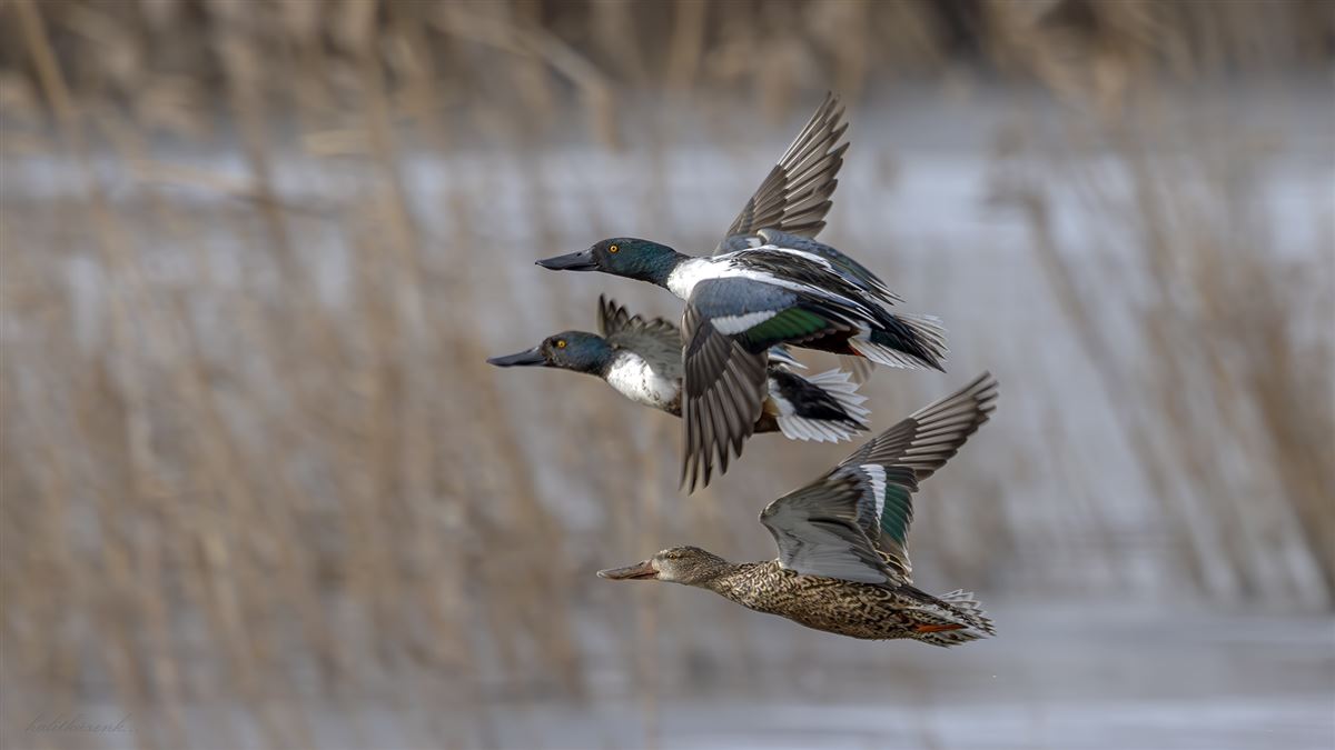 Kaşıkgaga