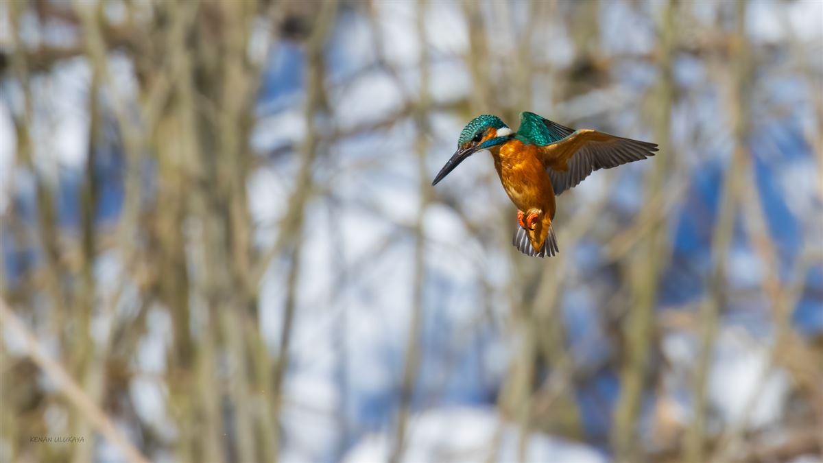 Yalıçapkını