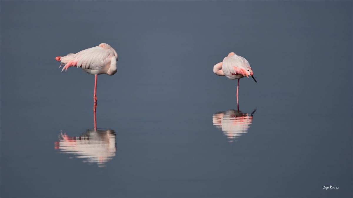 Flamingo
