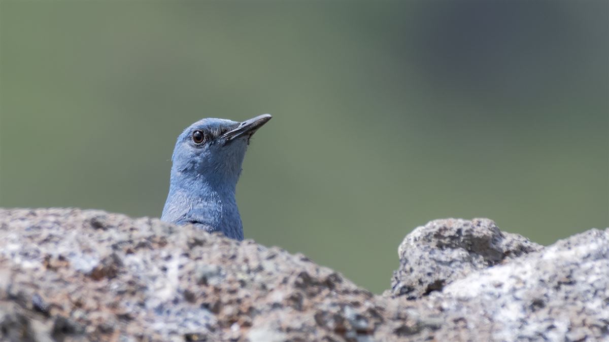 Gökardıç