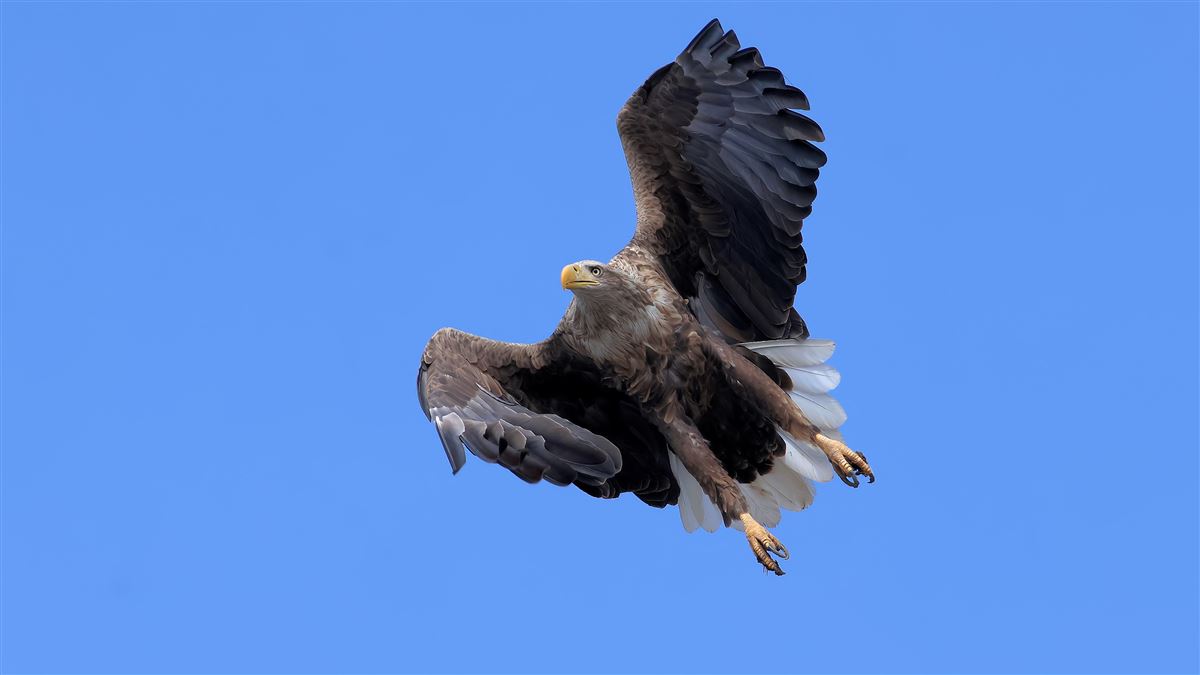 Akkuyruklu Kartal