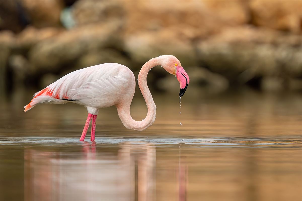 Flamingo