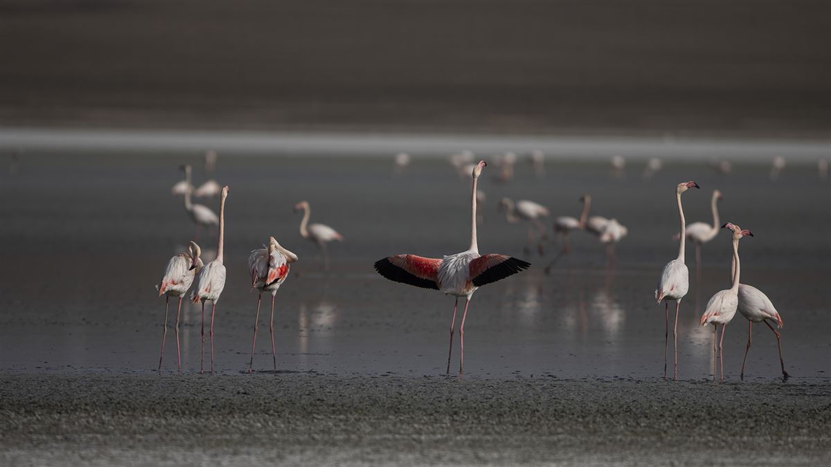 Flamingo