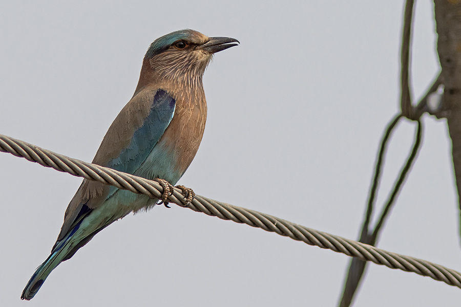 Indian Roller
