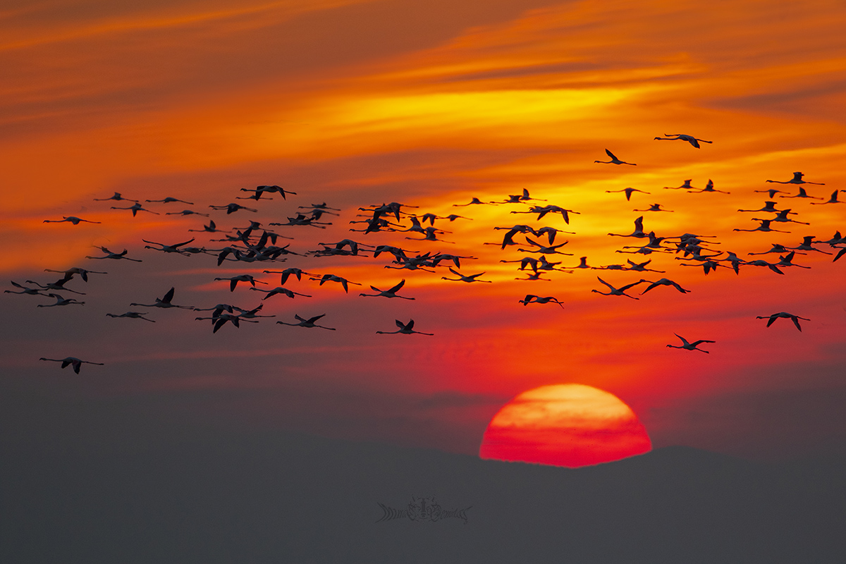 Flamingo