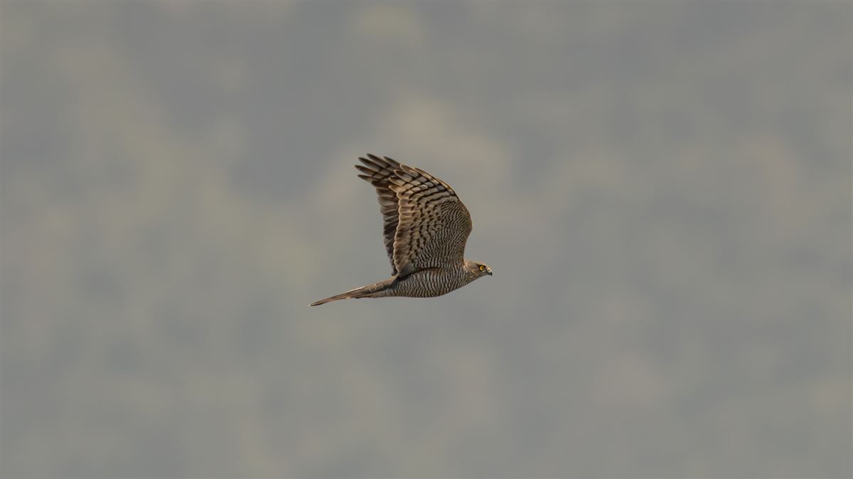 Atmaca