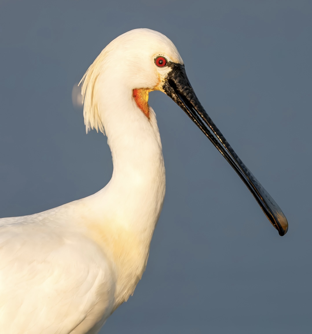 Kaşıkçı