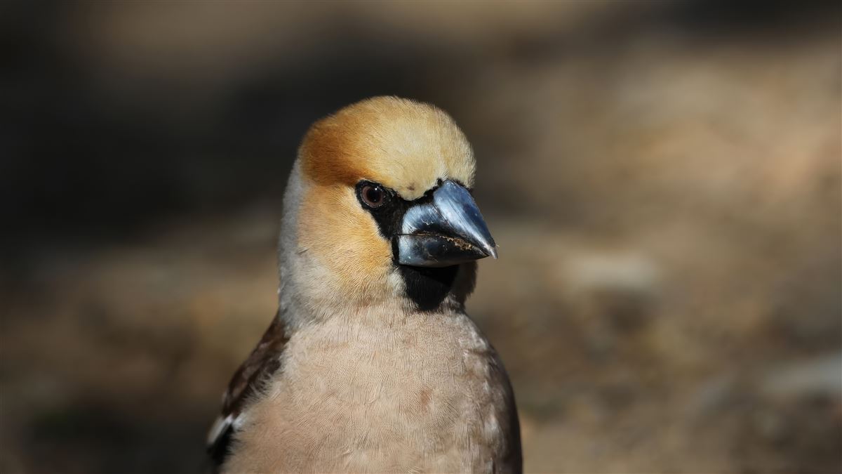 Kocabaş