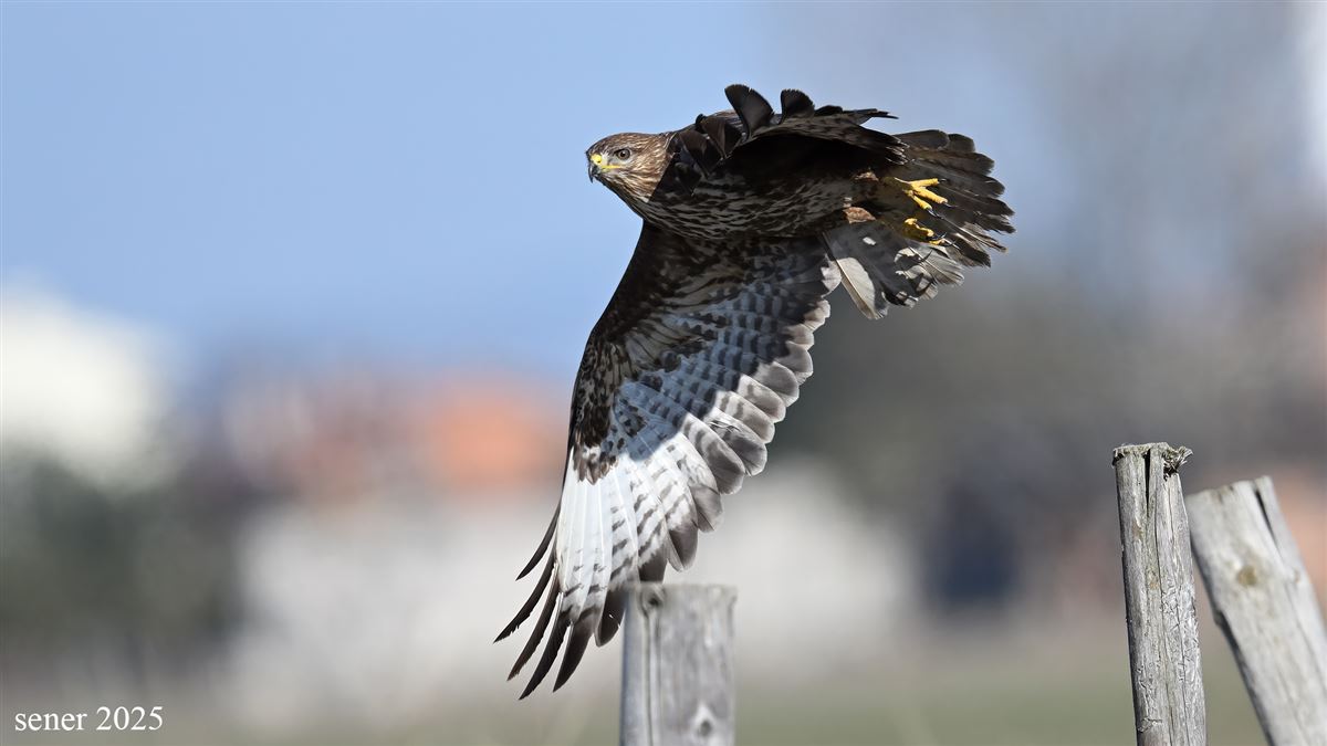 Şahin