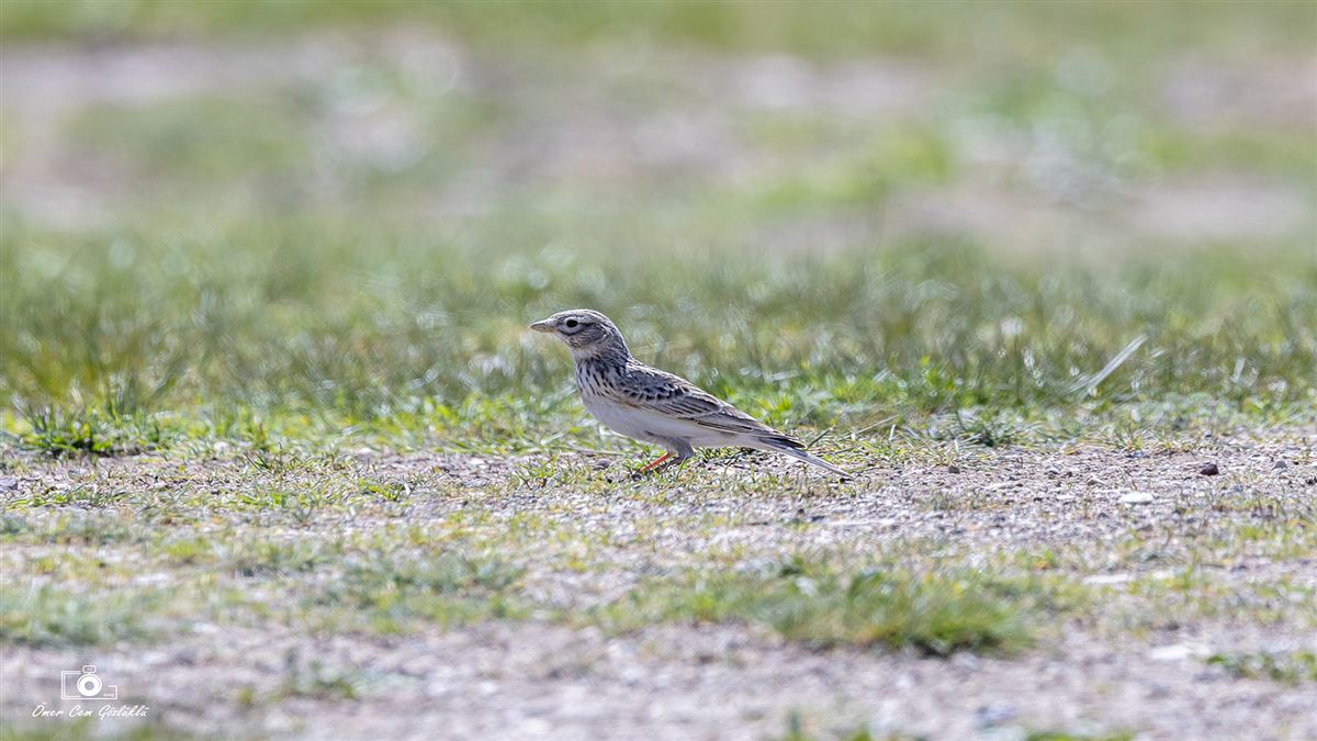 Turkestan Short-toed Lark
