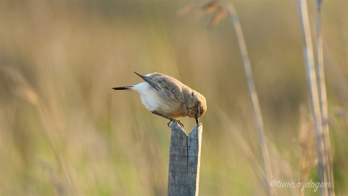 Boz Kuyrukkakan