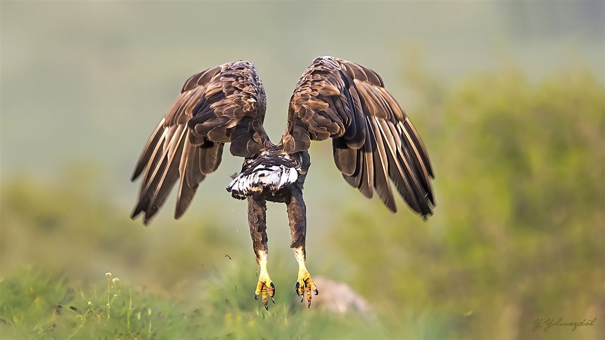 Akkuyruklu Kartal
