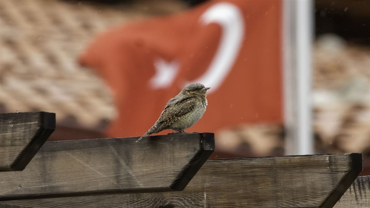 Boyunçeviren