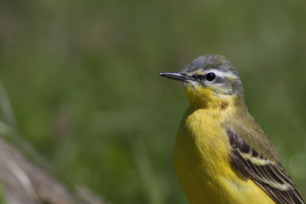 Sarı Kuyruksallayan
