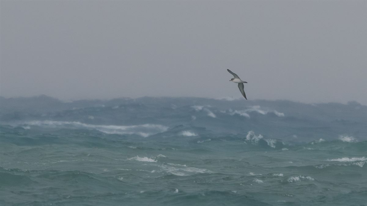 Scopoli`s Shearwater
