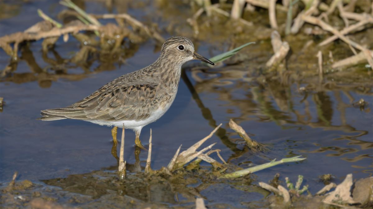 Temminck`s Stint