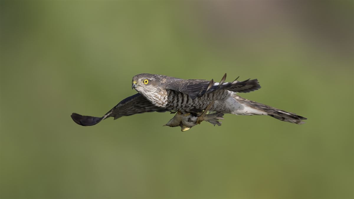 Atmaca