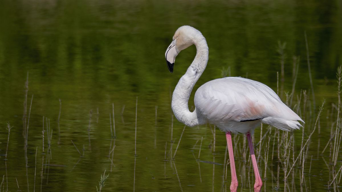 Flamingo