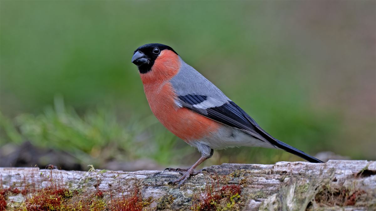 Şakrak