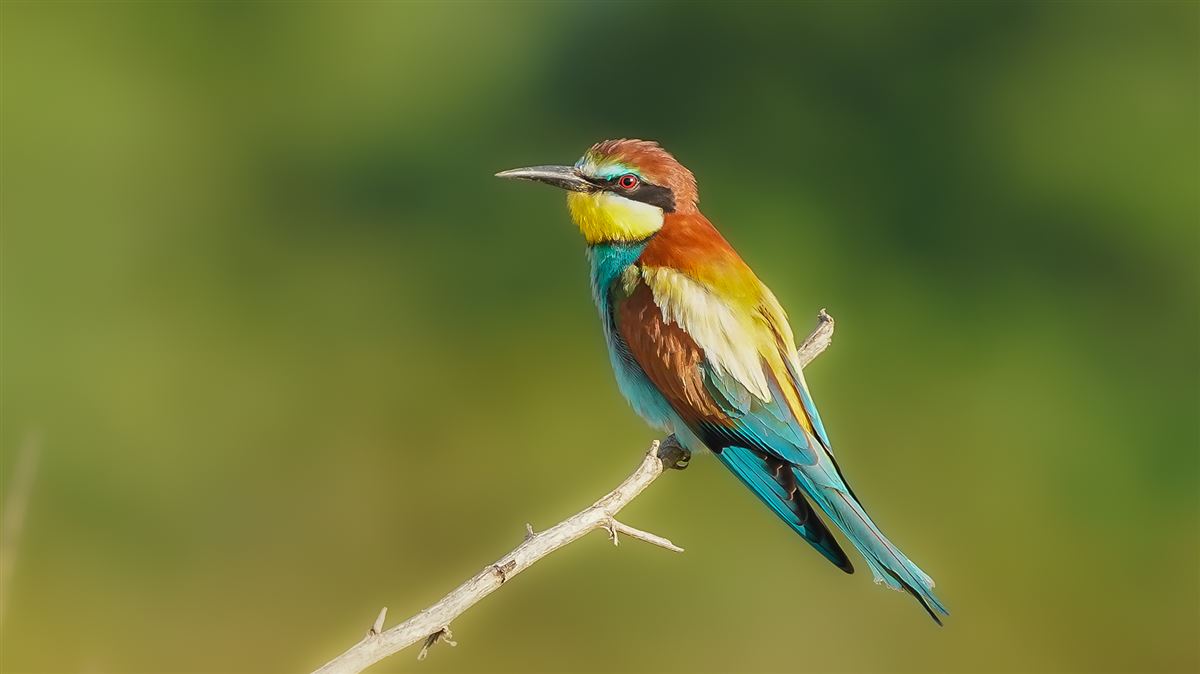 Arıkuşu