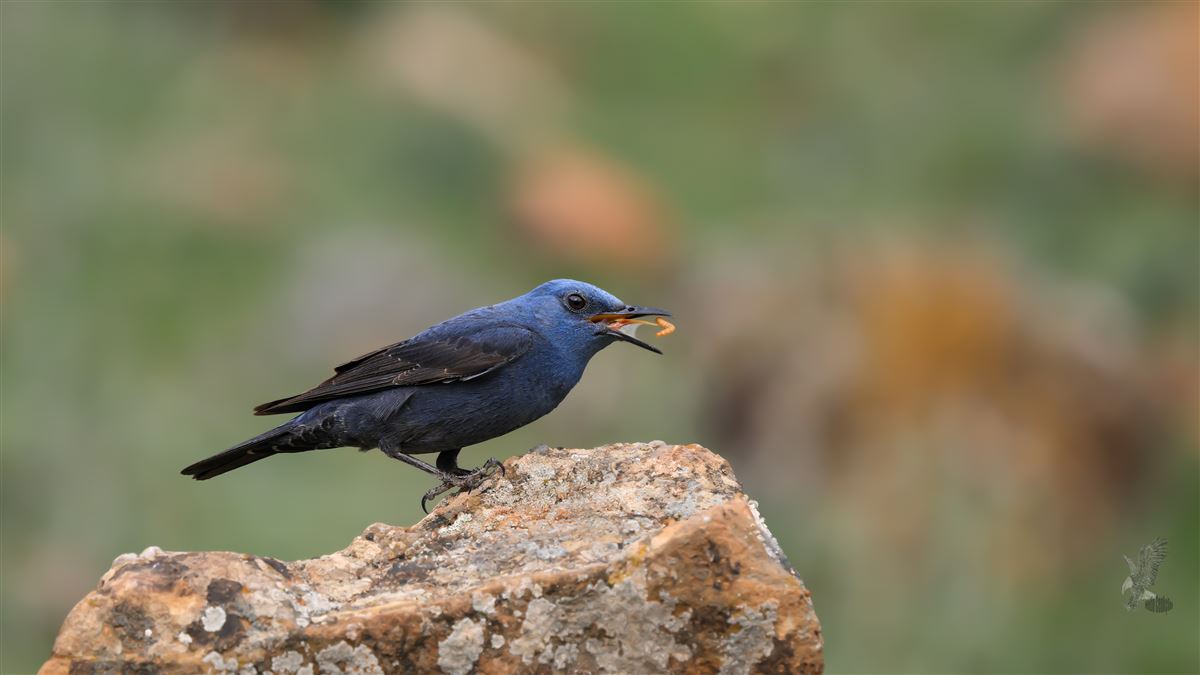 Gökardıç