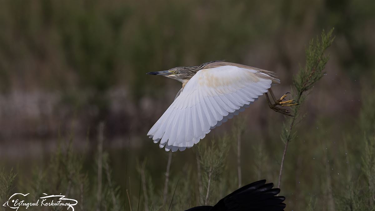 Alaca Balıkçıl