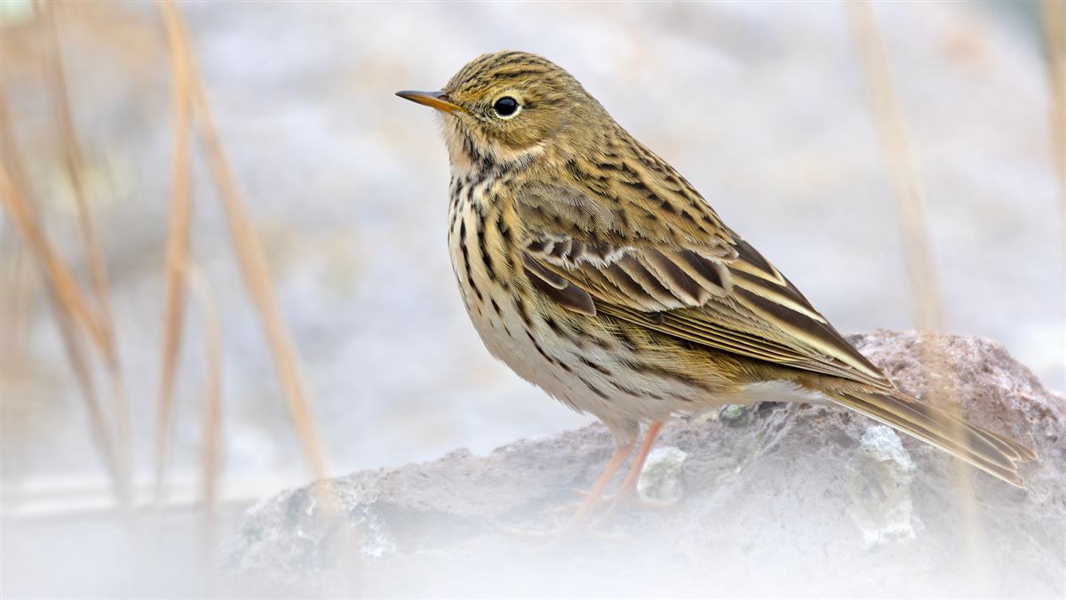 Çayır İncirkuşu