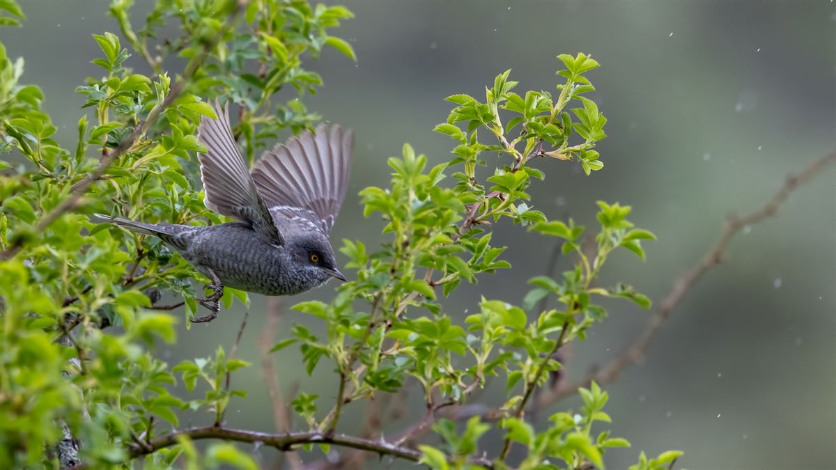 Barred Warbler