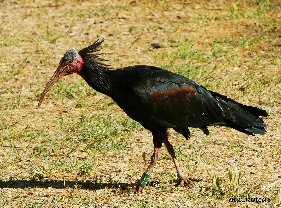 Kelaynak