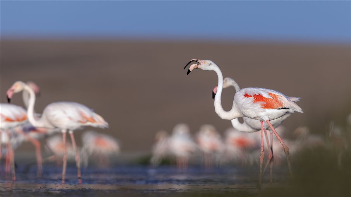 Flamingo