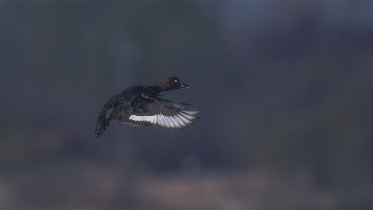 Pasbaş Patka