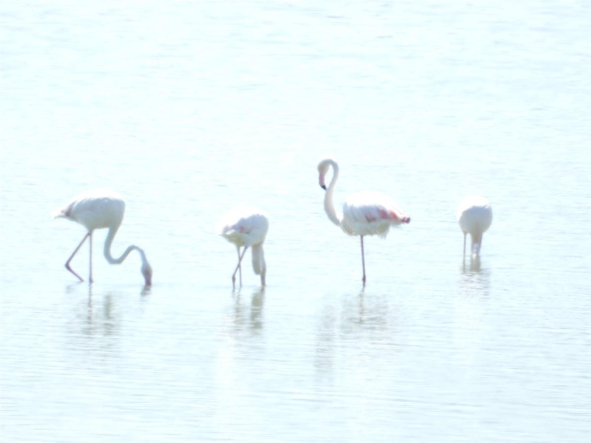 Flamingo