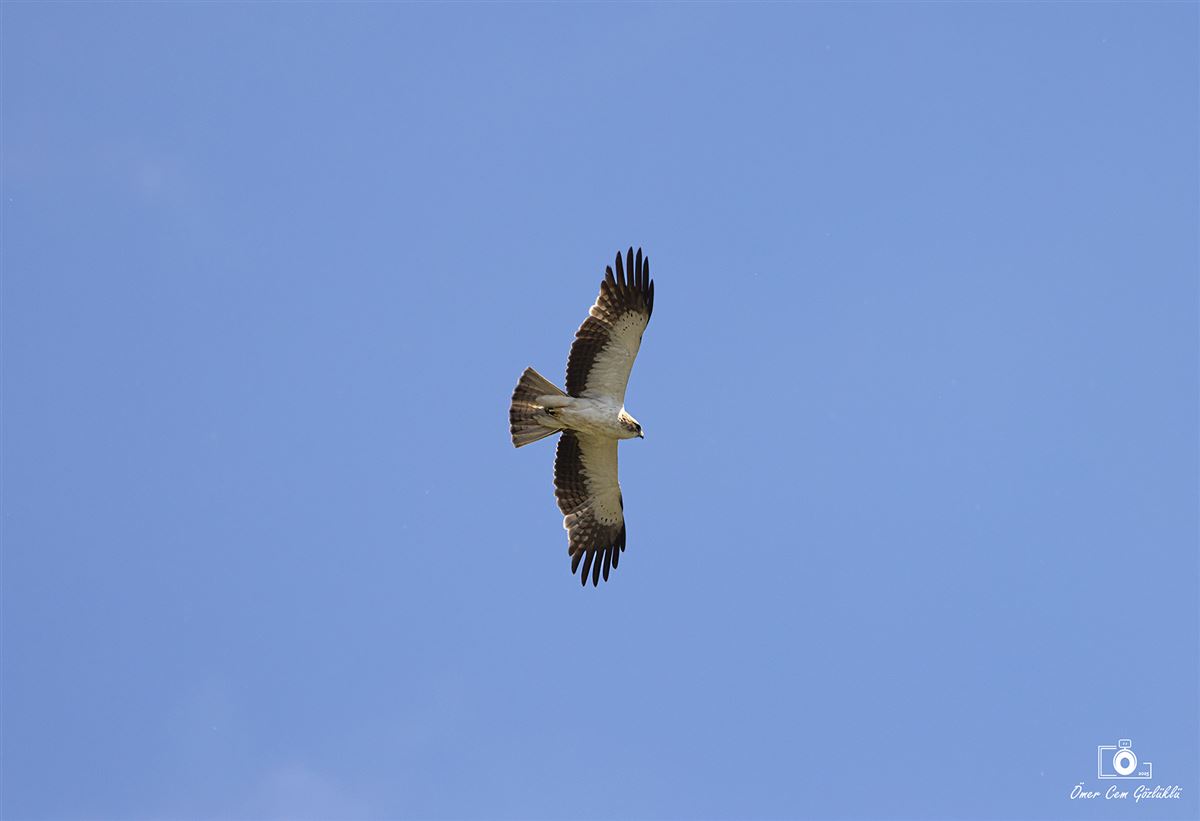 Küçük Kartal