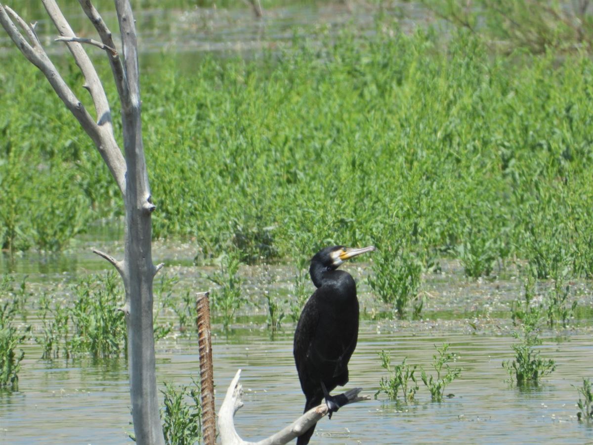 Karabatak