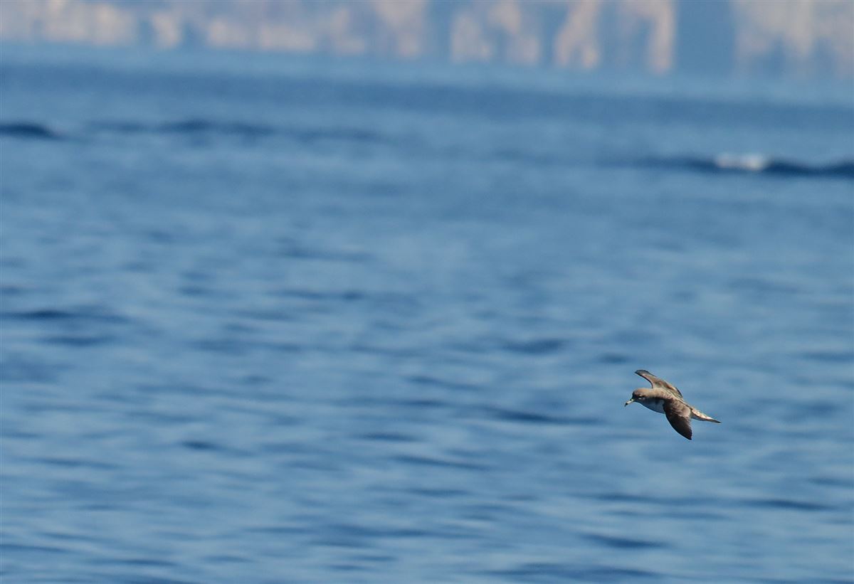 Scopoli`s Shearwater