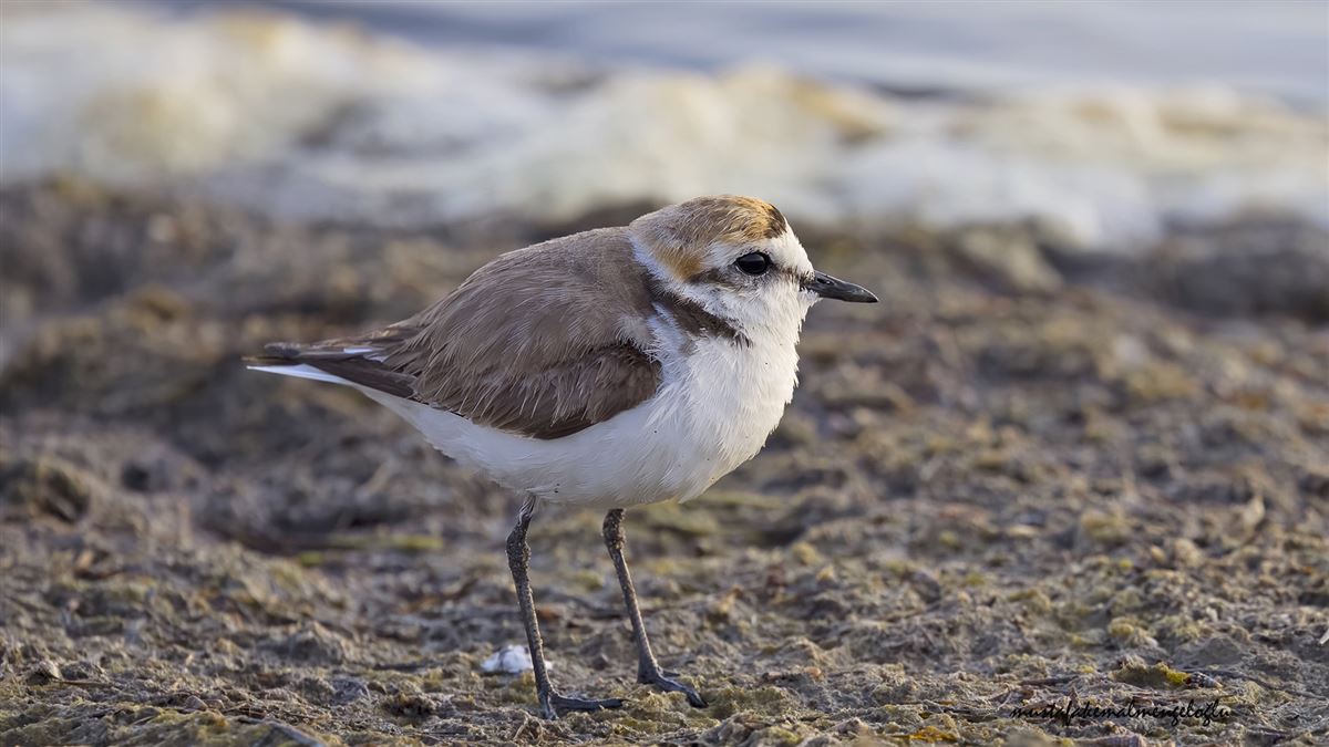 Kentish Plover