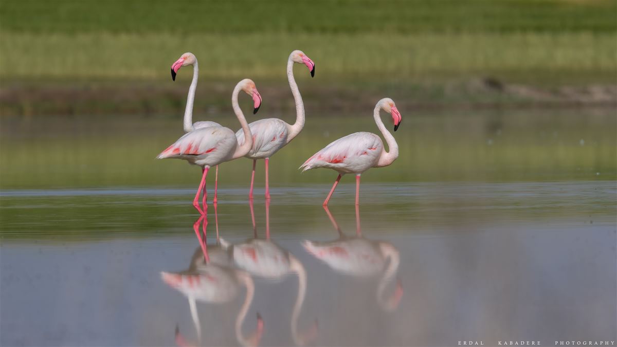 Flamingo