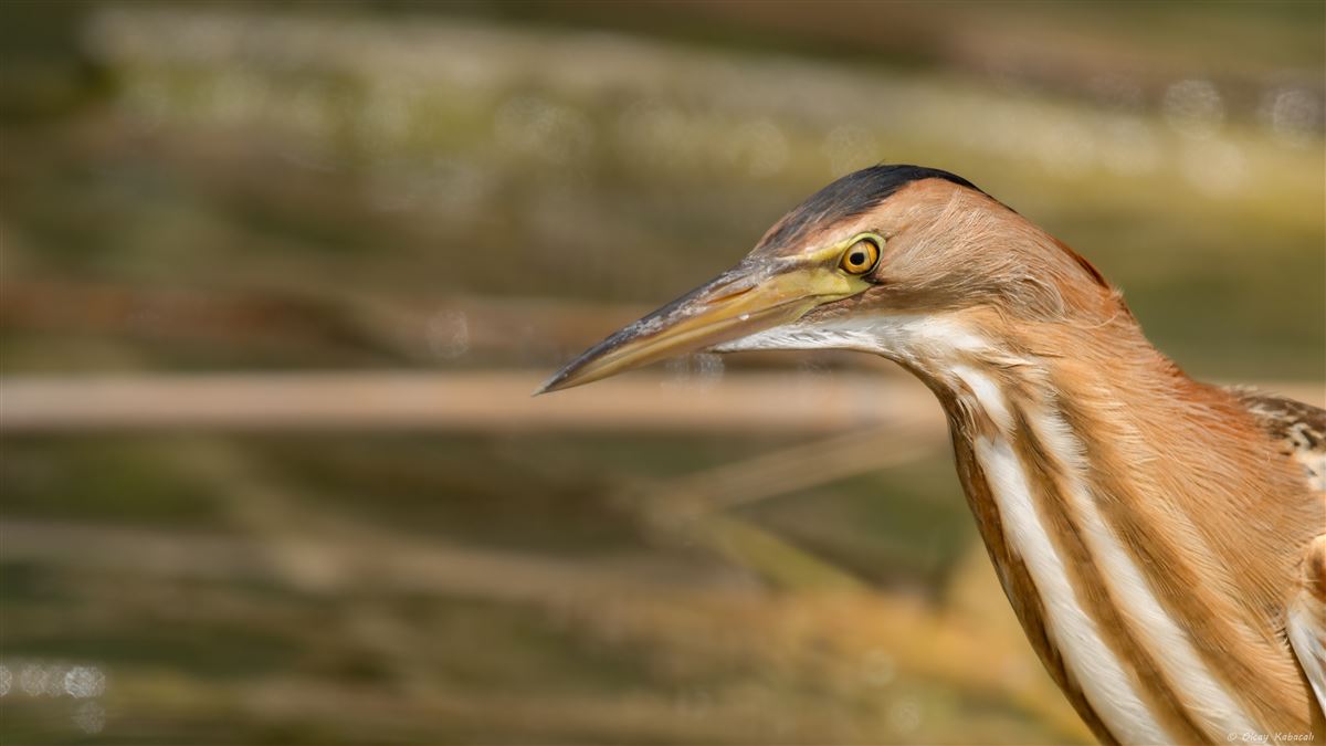 Küçük Balaban
