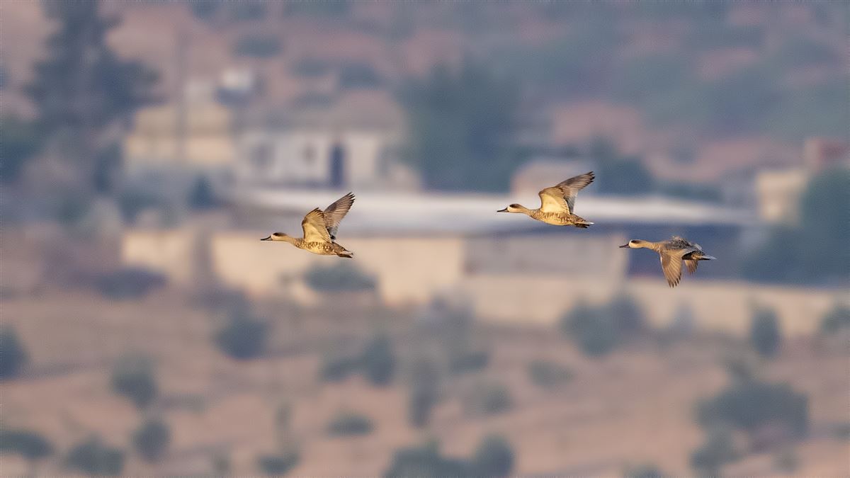Yaz Ördeği