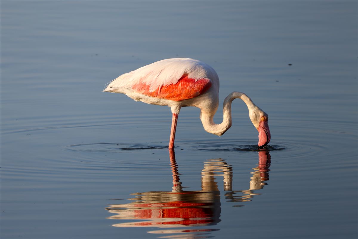 Flamingo