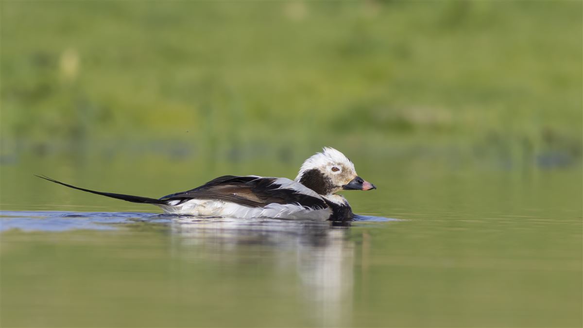 Telkuyruk