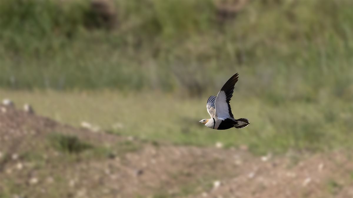 Bağırtlak