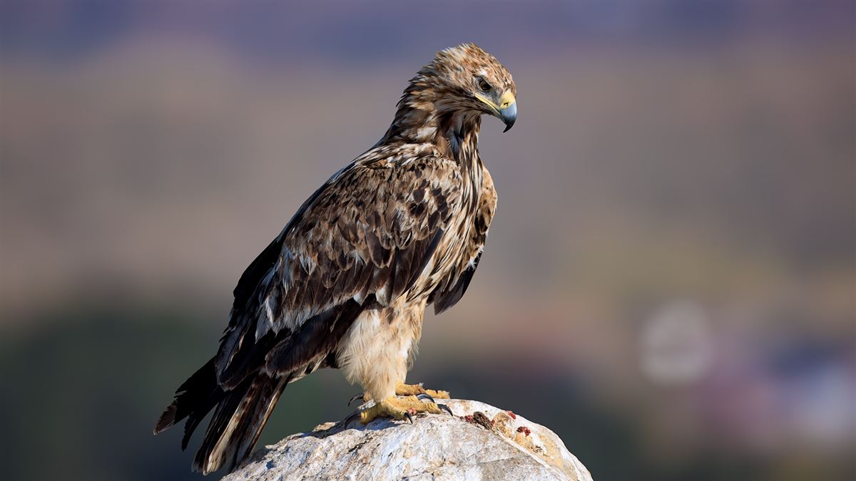 Şah Kartal