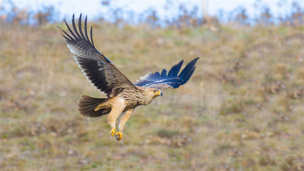 Eastern Imperial Eagle