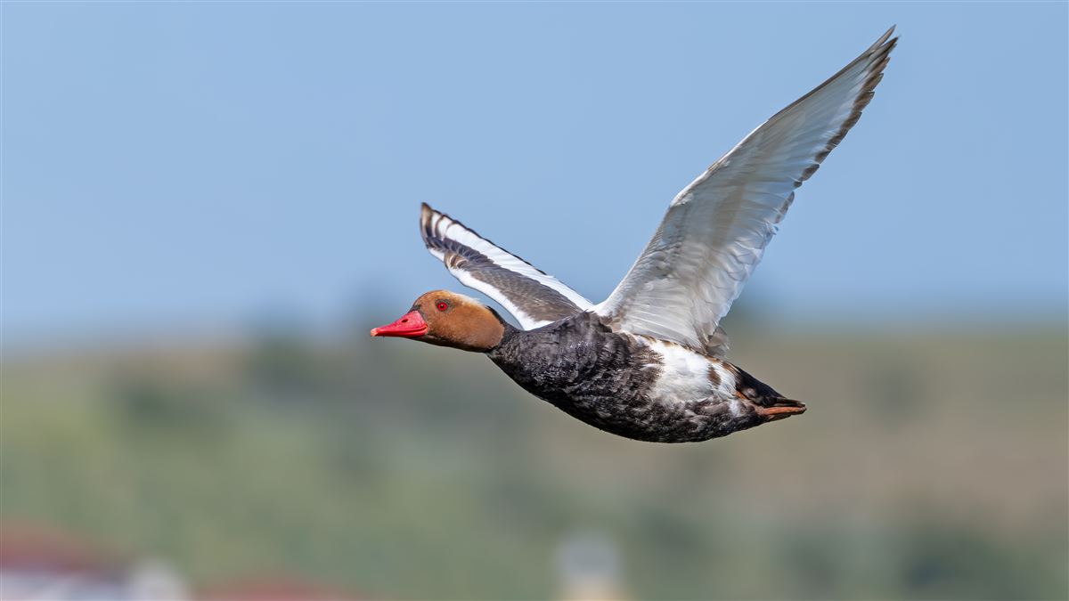Macar Ördeği