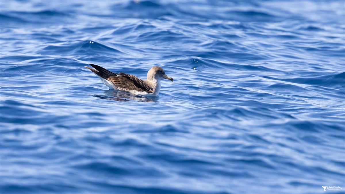 Scopoli`s Shearwater